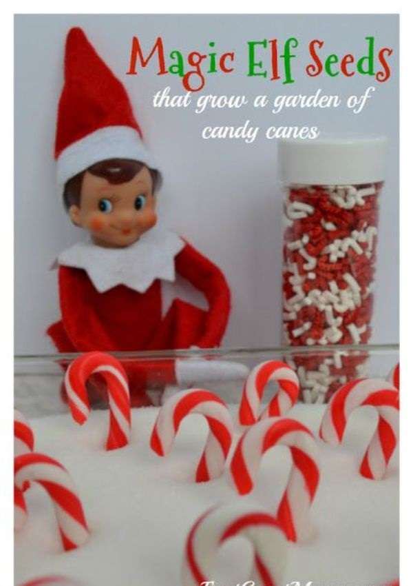 Candy Cane Garden