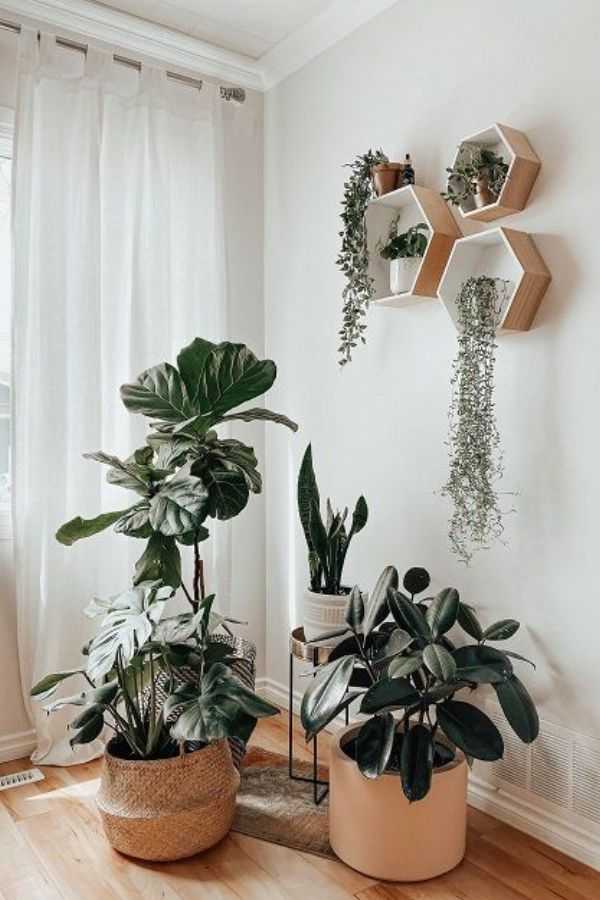 Plant Corner